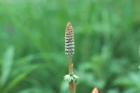 Prêle des bois (Equisetum sylvaticum)